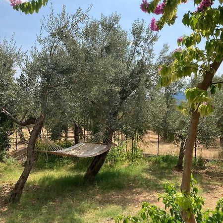 Casa Sisu-Appartamento Immerso Negli Ulivi SantʼElia Fiumerapido المظهر الخارجي الصورة