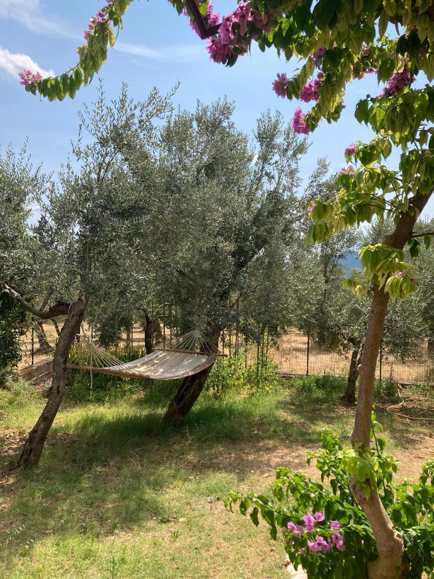 Casa Sisu-Appartamento Immerso Negli Ulivi SantʼElia Fiumerapido المظهر الخارجي الصورة
