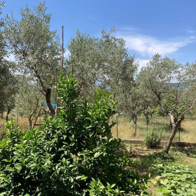Casa Sisu-Appartamento Immerso Negli Ulivi SantʼElia Fiumerapido المظهر الخارجي الصورة
